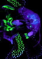 Bio-Artography booth at Art Fair merges Science and Art
