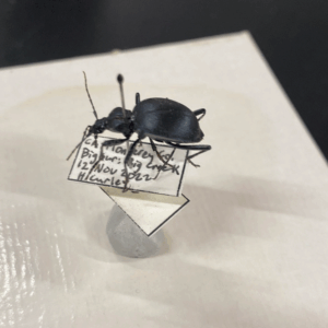 Art+Fog Collective working with the UCSC Norris Center for Natural History collection