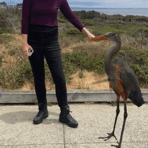 Art+Fog Collective, AR Blue Heron field research, summer 2025