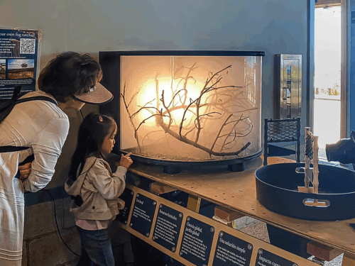 Art+Fog Exhibition at UCSC Seymour Marine Center, May-Sept 2025