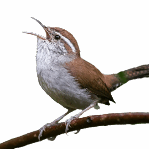 Bewick's Wren (Thryomanes-bewickii)