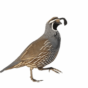California Quail (Callipepla-Californica)