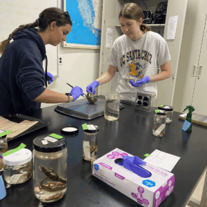 Art+Fog Collective, working at UCSC Norris Center for Natural History, summer 2025