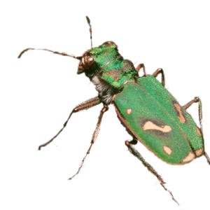 Cicindela ohlone, the Ohlone tiger beetle
