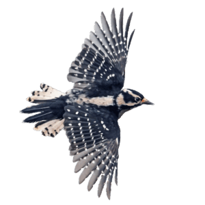 Downy woodpecker