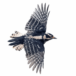 Downy woodpecker