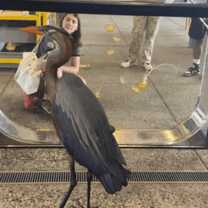 Art+Fog Collective, Virtual Blue Heron, UCSC Seymour Marine Center. summer 2025