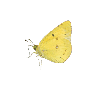 Orange Sulphur- Colias-eurytheme)