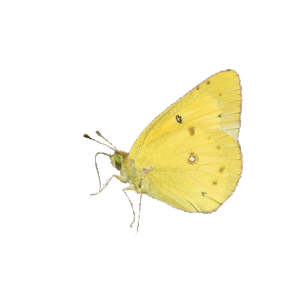 Orange Sulphur- Colias-eurytheme)