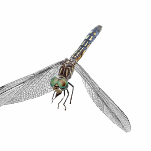 Pachydiplex Skimmer dragonfly