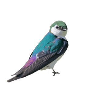 Violet Green Swallow