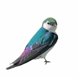 Violet Green Swallow