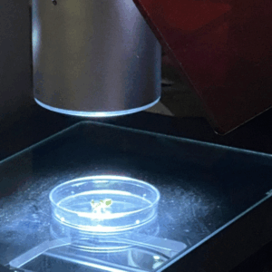 Art+Fog Collective looking at lichen at UCSC Microscopy Center